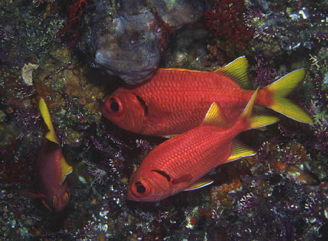 Myripristis chryseres